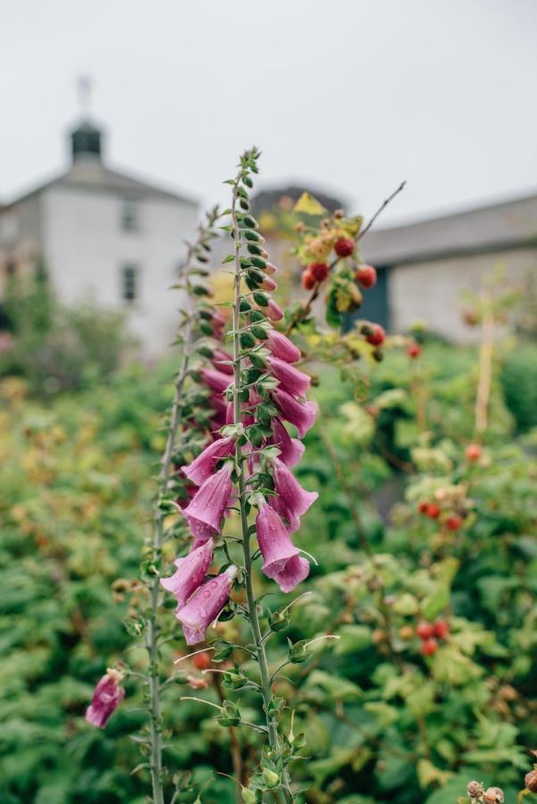 Ballydugan Country House Downpatrick Bagian luar foto